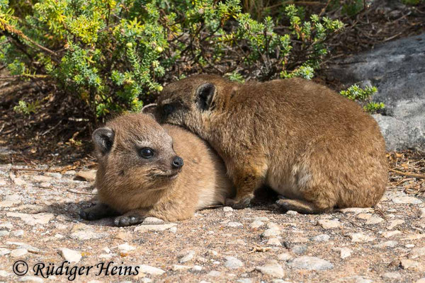 Procavia capensis (Klippschliefer),  15.1.2019