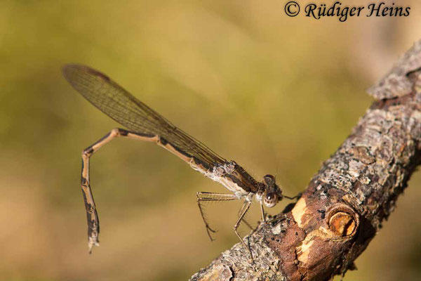 Sympecma fusca (Gemeine Winterlibelle) Männchen an einem Waldrand mehrere hundert Meter vom Fortpflanzungsgewässer entfernt, 28.3.2020