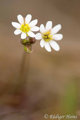 Draba verna (Frühlings-Hungerblümchen), 31.3.2025