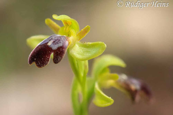 Ophrys fusca (Braune Ragwurz)
