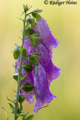 Roter Fingerhut Blüte, 9.6.2024 - Makroobjektiv 180mm f/3.5
