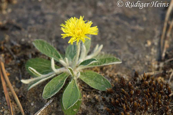Hieracium pilosella (Kleines Habichtskraut)