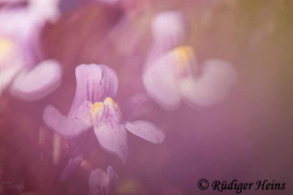 Cymbalaria muralis (Zimbelkraut), 9.5.2022