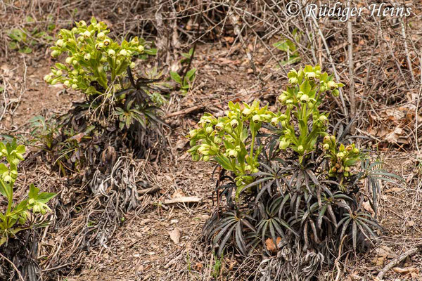 Helleborus foetidus (Stinkende Nieswurz), 15.3.2008