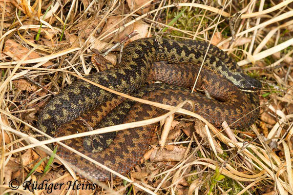 Vipera berus (Kreuzotter) Männchen und Weibchen, 30.4.2019