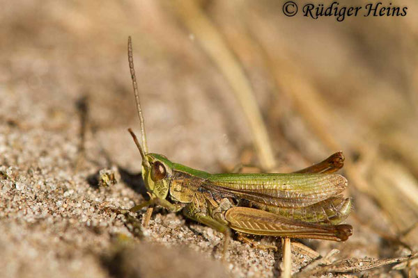 Chorthippus albomarginatus (Weißrandiger Grashüpfer) Männchen, 10.9.2017