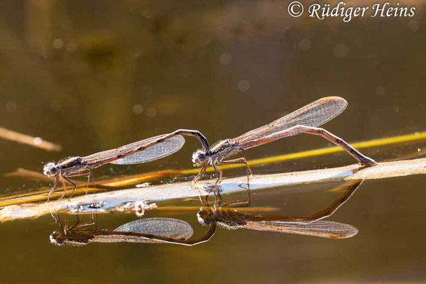 Sympecma fusca (Gemeine Winterlibelle) Tandem bei Eiablage, 23.4.2020