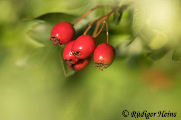 Crataegus monogyna (Eingriffeliger Weißdorn)