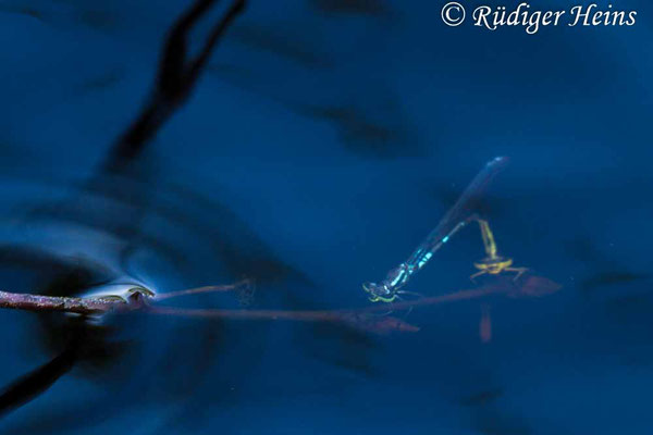 Coenagrion lunulatum (Mond-Azurjungfer) Eiablage unter Wasser, 18.5.2017