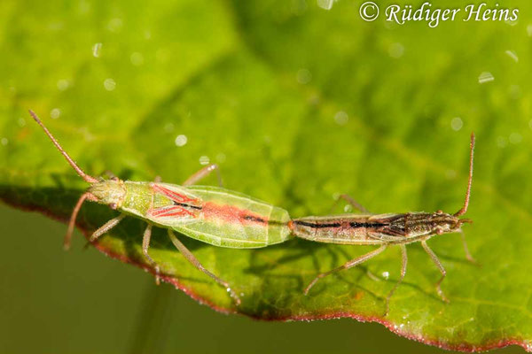 Myrmus miriformis