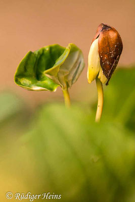 Fagus sylvatica (Rotbuche), 28.4.2023