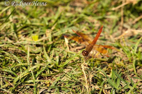 Brachythemis contaminata Männchen, 17.1.2018