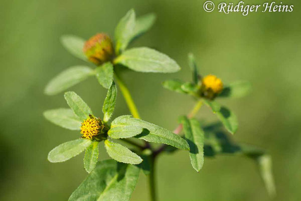 Bidens tripartita (Dreiteiliger Zweizahn), 31.8.2018