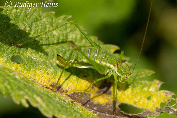 Leptophyes albovittata  (Gestreifte Zartschrecke) Weibchen, 24.8.2017