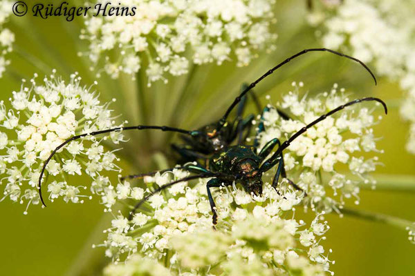 Aromia moschata (Moschusbock) Kopula, 23.7.2018