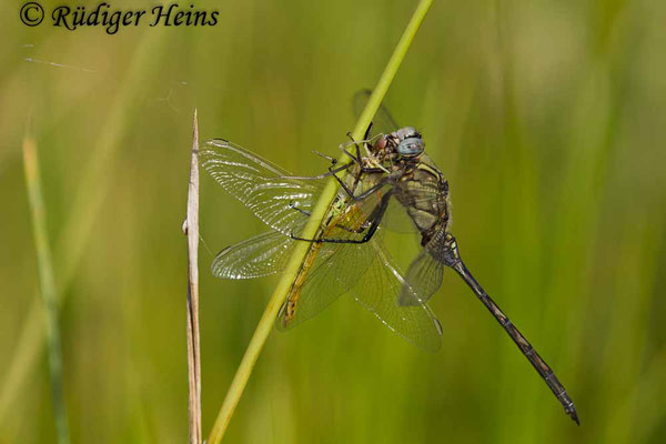 Orthetrum trinacria (Langer Blaupfeil) Weibchen, 24.6.2018