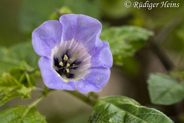 Nicandra physalodes (Giftbeere), 11.9.2022