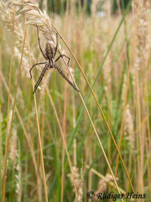 Pisaura mirabilis (Listspinne ), 11.7.2021