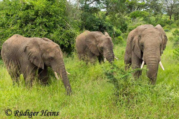 Loxodonta africana (Afrikanischer Elefant), 25.1.2019