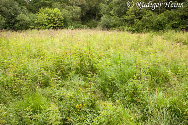 Epipactis palustris Habitat (Sumpf-Stendelwurz), 27.7.2015