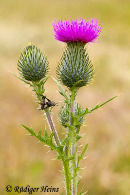 Cirsium vulgare (Gewöhnliche Kratzdistel), 14.7.2013