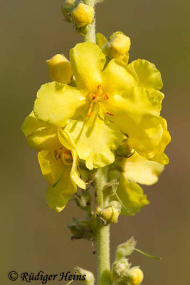 Verbascum densiflorum (Großblütige Königskerze), 23.6.2019