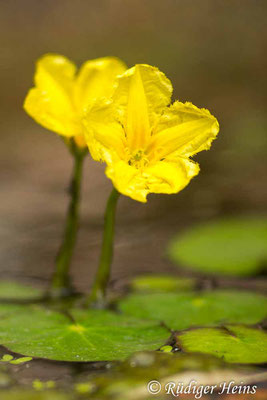 Nymphoides peltatum (Seekanne), 19.7.2018