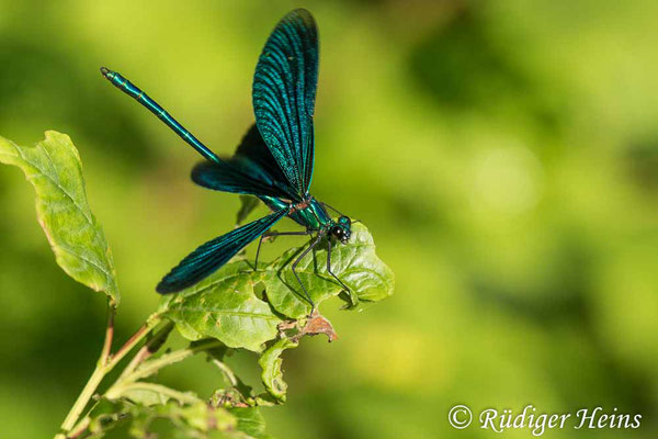 Blauflügel-Prachtlibelle (Calopteryx virgo) Männchen, 16.7.2023 - Makroobjektiv 180mm f/3.5