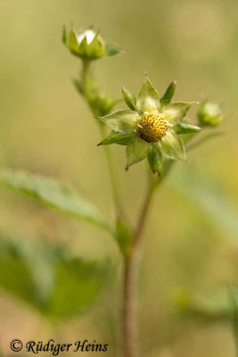 Fragaria vesca (Wald-Erdbeere), 25.5.2023