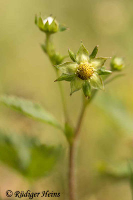 Fragaria vesca (Wald-Erdbeere)