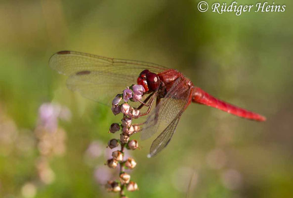 Crocothemis erythraea, Feuerlibelle, Männchen