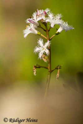 Menyanthes trifoliata (Fieberklee), 12.5.2023