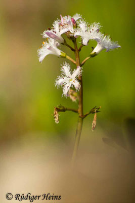 Menyanthes trifoliata (Fieberklee)