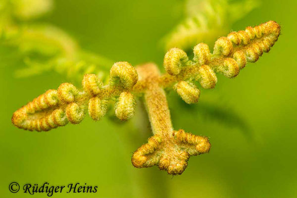 Pteridium aquilinum (Adlerfarn), 10.6.2017