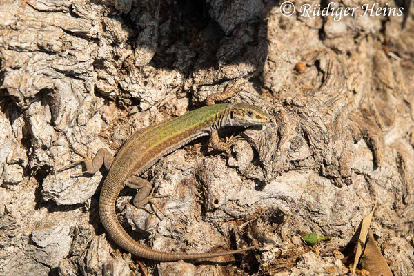 Podarcis erhardii (Kykladen-Mauereidechse), 15.5.2022