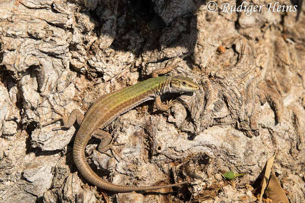 Podarcis erhardii (Kykladen-Mauereidechse)