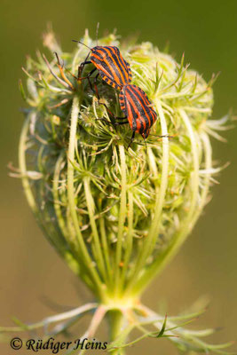 Graphosoma lineatum (Streifenwanze)