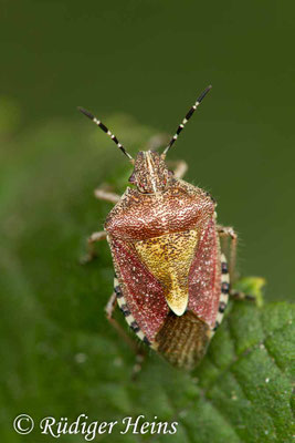 Dolycoris baccarum (Beerenwanze)