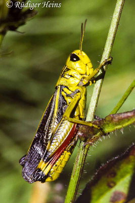 Arcyptera fusca (Große Höckerschrecke) Männchen, 11.8.1993 (Scan vom Dia)