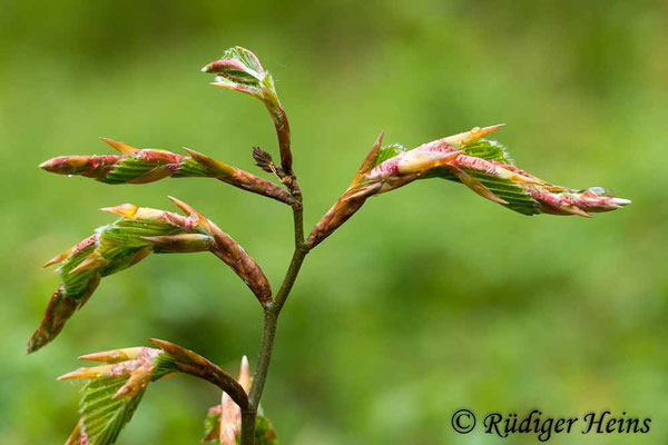 Fagus sylvatica (Rotbuche), 29.4.2020