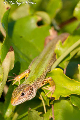 Lacerta trilineata (Riesen-Smaragdeidechse), 31.7.2007