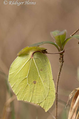 Gonepteryx rhamni (Zitronenfalter), 23.2.2022