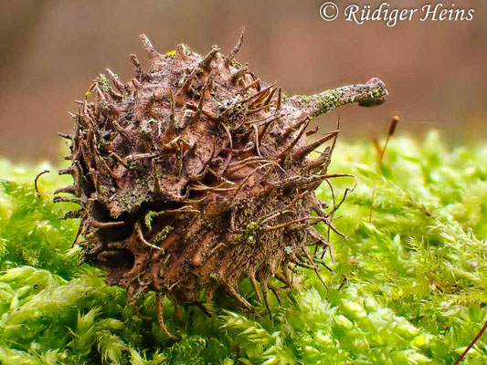 Fagus sylvatica (Rotbuche), 1.1.2025 (kamerainterner Stack)
