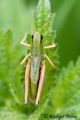 Pseudochorthippus montanus (Sumpfgrashüpfer) Weibchen, 11.7.2019