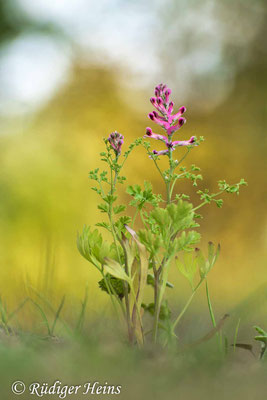 Fumaria officinalis (Gewöhnlicher Erdrauch), 7.9.2024