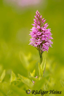 Dactylorhiza maculata (Geflecktes Knabenkraut), 7.6.2017