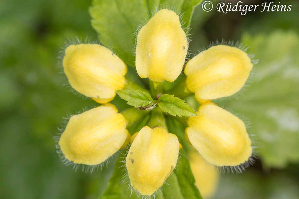 Lamium galeobdolon (Gewöhnliche Goldnessel), 11.5.2023