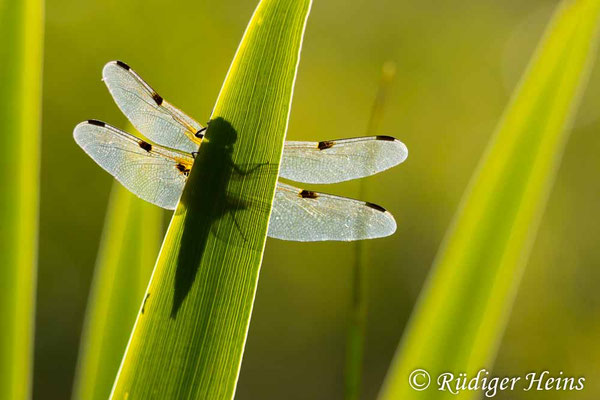 Libellula quadrimaculata, Vierfleck, Männchen