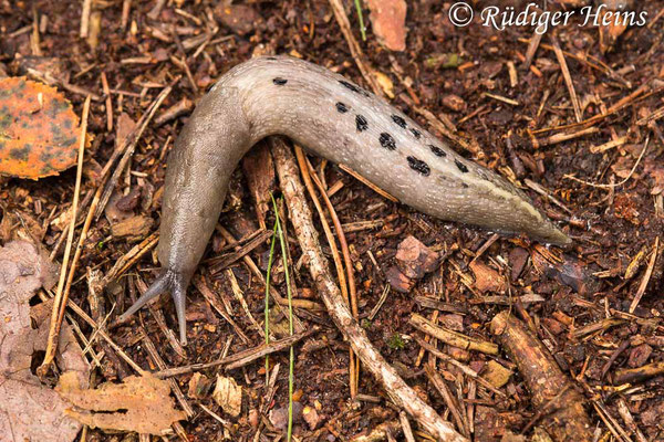 Limax maximus (Tigerschnegel), 22.8.2017