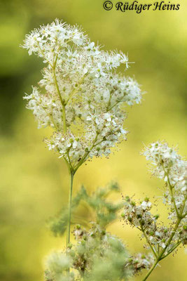 Filipendula ulmaria (Echtes Mädesüß), 24.8.2023